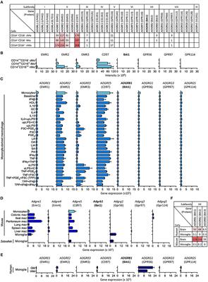 Macrophages Do Not Express the Phagocytic Receptor BAI1/ADGRB1